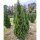 Thuja Smaragd 125-150cm am Ballen