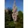 Säulenzierkirsche Amanogawa 175-200cm