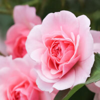 Beetrose Bonica im C5