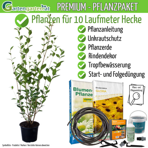 Liguster wintergrün 80-100cm - Pflanzpaket für 10 Meter