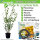 Liguster wintergrün 80-100cm - Pflanzpaket für 10 Meter
