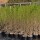 Liguster wintergrün 80-100cm - Pflanzpaket für 10 Meter
