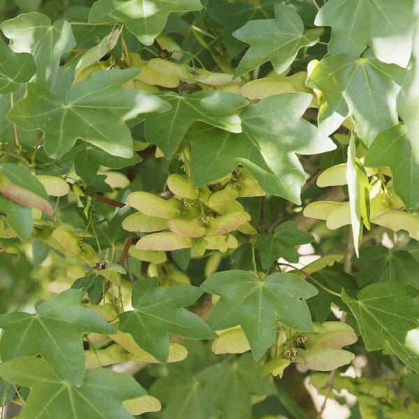 Feld-Ahorn 170-190cm