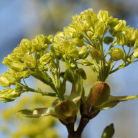 Feld-Ahorn 170-190cm