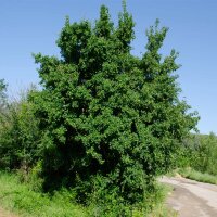 Feld-Ahorn 170-190cm