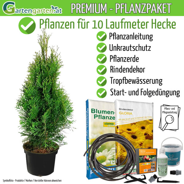 Smaragdthuje 50-60cm - Pflanzpaket für 10 Meter