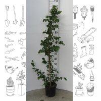 Hainbuche 140-160cm gestäbt im 5l Topf