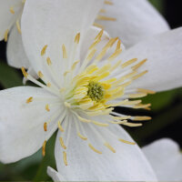 Clematis Grandiflora Alba 70+cm im C2