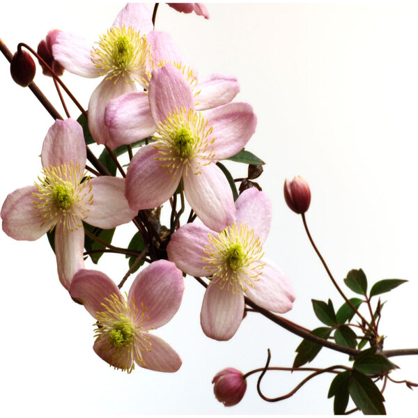 Clematis Rubens 70+cm im C2