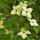 Japanischer Blumen-Hartriegel China Girl 80-100cm im Co
