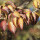 Japanischer Blumen-Hartriegel China Girl 80-100cm im Co