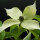 Japanischer Blumen-Hartriegel Milky Way 80-100cm