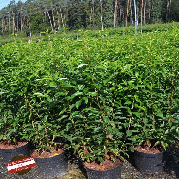 Portugiesischer Lorbeer Angustifolia 50-60cm im 3l Topf