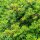 Portugiesischer Lorbeer Angustifolia 50-60cm im 3l Topf