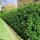 Portugiesischer Lorbeer Angustifolia 50-60cm im 3l Topf