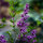 Zwergflieder Bloomerang ® Dark Purple 40-60cm 6+ Triebe im C5