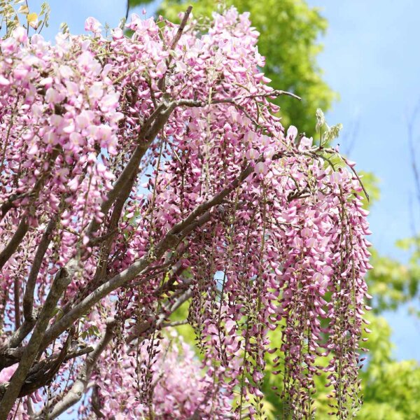 Blauregen Rosea 70cm