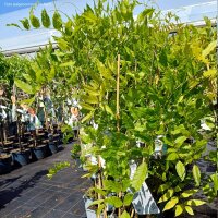 Blauregen Rosea 70cm