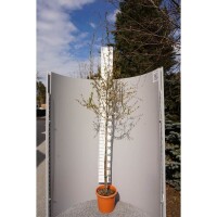 Granatapfel Wonderful Stammhöhe 80cm im Co