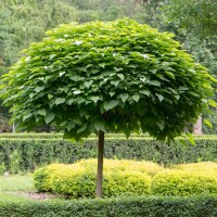 Kugel-Trompetenbaum Nana Hochstamm | 8-10cm Stammumfang mB