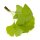 Fächerblattbaum | Ginkgo 100-125cm im Co