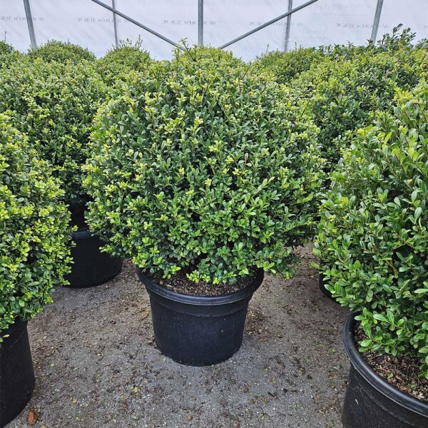 Ilex crenata Robustico Kugel  80cm