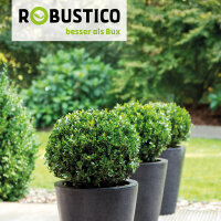 Ilex crenata Robustico Kugel  80cm