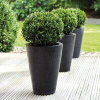 Ilex crenata Robustico Kugel  80cm