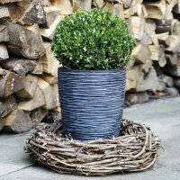 Ilex crenata Robustico Kugel  80cm