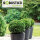 Ilex crenata Robustico Kugel  80cm