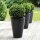 Ilex crenata Robustico Kugel  80cm