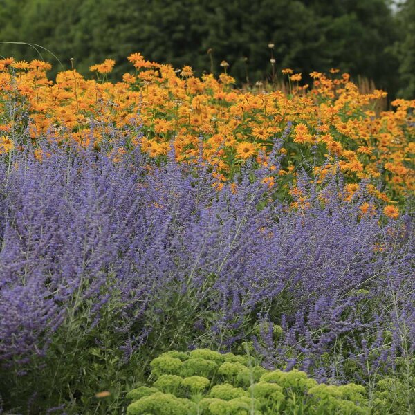 Blauraute Blue Spire