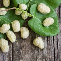 Maulbeerbaum Pendula Stammhöhe 100cm | 10-12