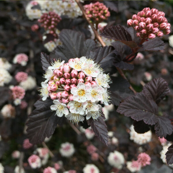 Rotblättriger Blasenstrauch Diabolo 150-175cm