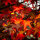 Säulen-Amberbaum Slender Silhouette 200-250cm C7,5