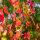 Säulen-Amberbaum Slender Silhouette 200-250cm C7,5