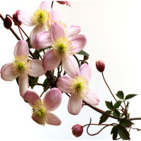 Clematis Rubens 60cm C2