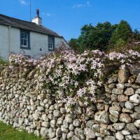 Clematis Rubens 125-150cm C5