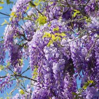 Blauregen Prolific 60cm