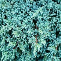 Blauer Kriechwacholder Blue Carpet 20-30cm