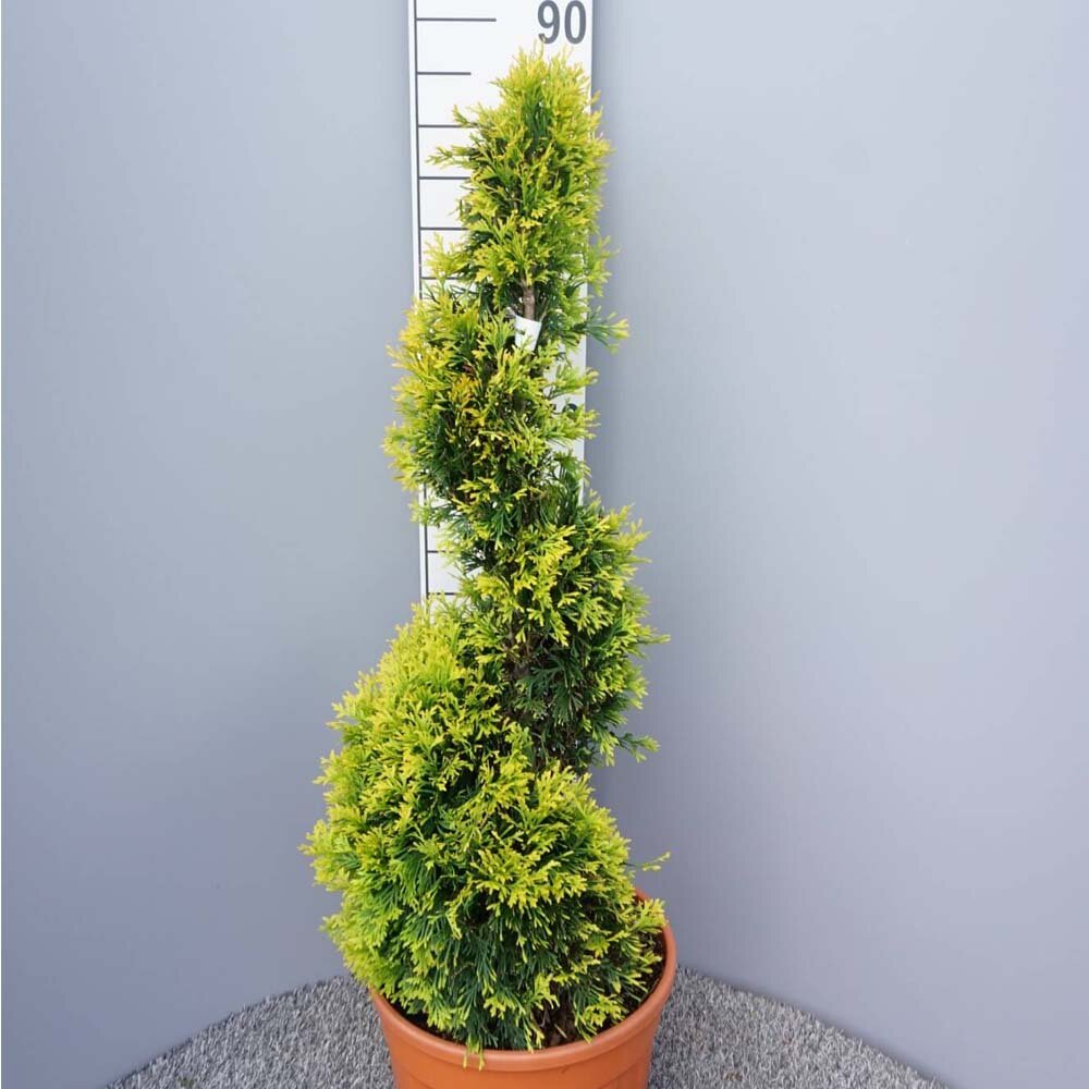 Thuja 'Sunny Smaragd' Formschnitt Spirale bestellen, 115,50