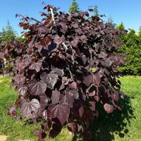 Hänge-Judasbaum Ruby Falls 125-150cm rotblättrig