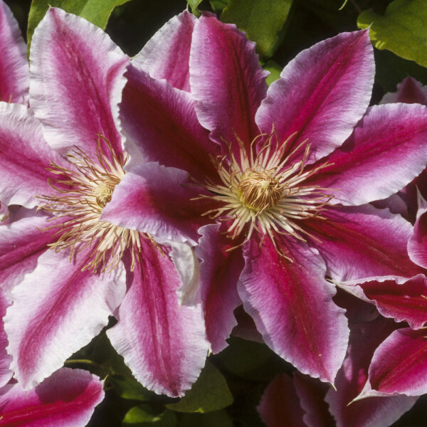 Clematis Nelly Moser
