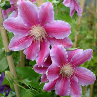 Clematis Nelly Moser