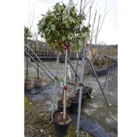 Wintergrüne Ölweide Stämmchen Stammhöhe 90cm