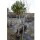 Wintergrüne Ölweide Stämmchen Stammhöhe 90cm
