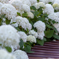 Schneeball-Hortensie Annabelle 80-100cm