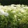 Schneeball-Hortensie Annabelle 80-100cm