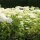 Schneeball-Hortensie Annabelle 60-80cm