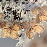 Samt-Hortensie 80-100cm